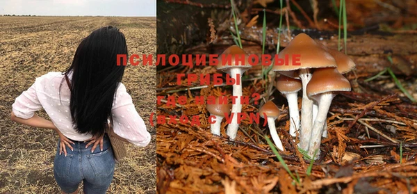 ПСИЛОЦИБИНОВЫЕ ГРИБЫ Белокуриха